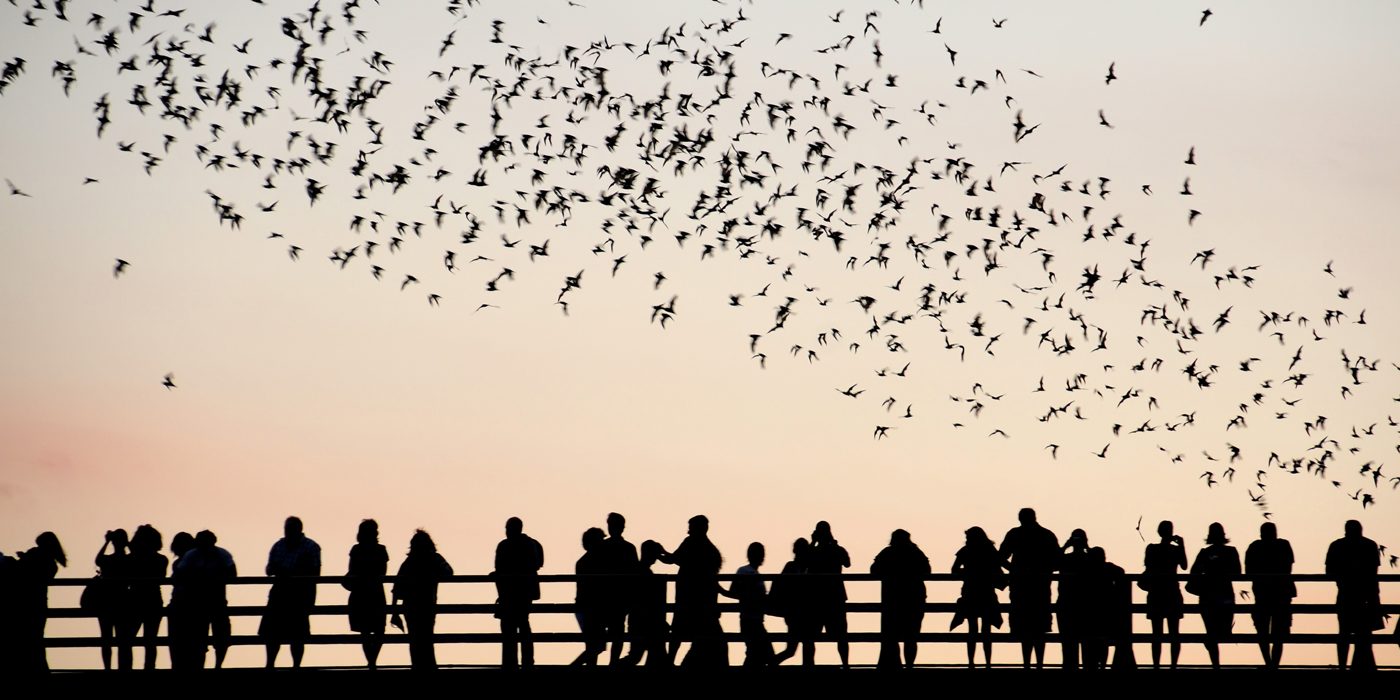 Austin bat watchers silhouetted against the evening sky as bats fly overhead