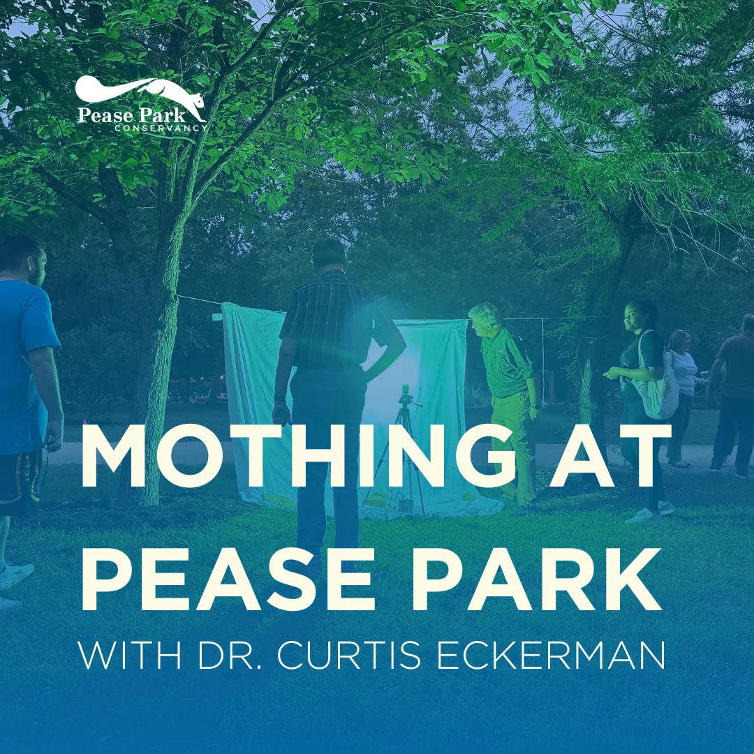 Mothing at Pease Park with Dr. Curtis Eckerman