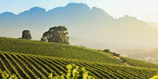 Wines of South Africa Tasting Event